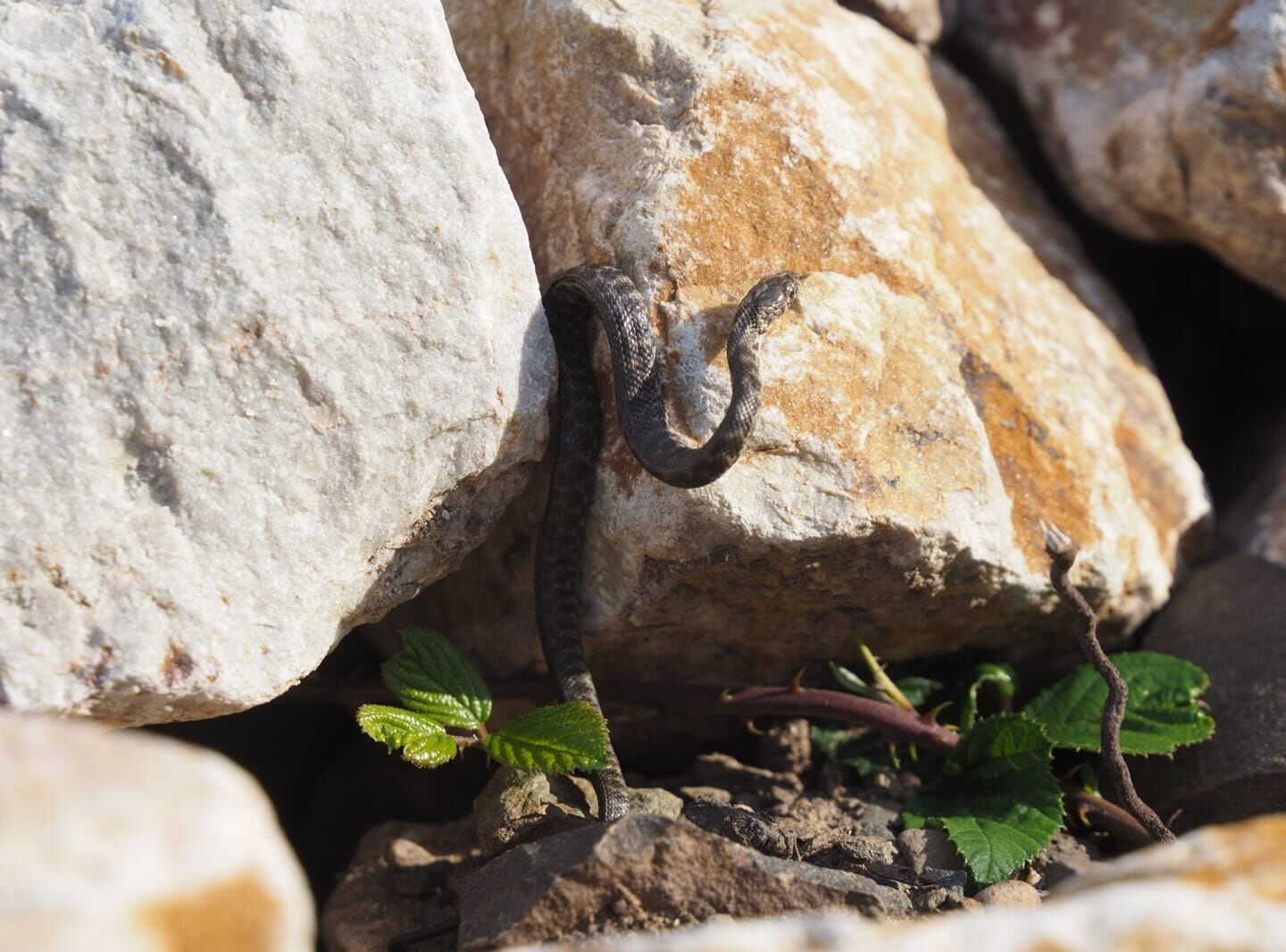 Eine kleine Schlange zwischen Steinen
