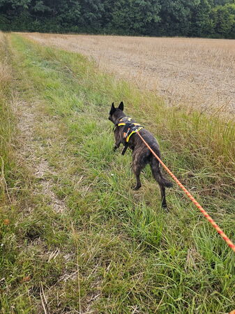 Waldweg auf dem ein schwarzer Hund in der Leine geführt wird